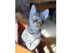 Adopt Dallas a Brown Tabby Domestic Shorthair (short coat) cat in Upper Falls