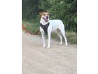 Adopt Freddie a White - with Brown or Chocolate Jack Russell Terrier / Mixed dog