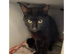 Adopt Finch a All Black Domestic Shorthair / Mixed cat in Bedford, NH (38917439)