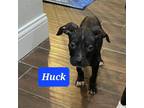 Adopt Huck a Black Mixed Breed (Medium) / American Pit Bull Terrier / Mixed dog