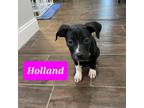 Adopt Holland a Black Mixed Breed (Medium) / American Pit Bull Terrier / Mixed