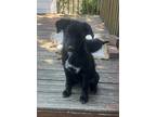 Adopt Ivy a Black - with White Labrador Retriever / German Shepherd Dog / Mixed