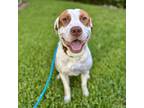 Adopt Sammy a White - with Tan, Yellow or Fawn Pit Bull Terrier / Mixed dog in