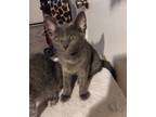 Adopt Cherrie a Gray or Blue (Mostly) Domestic Shorthair (short coat) cat in