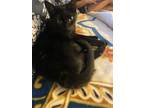 Adopt Marty a All Black Bombay / Mixed (short coat) cat in Long Beach