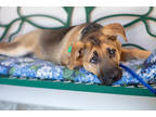 Adopt Cyrus a Black German Shepherd Dog / Mixed dog in Frazier Park