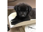 Adopt Camden a Black German Shepherd Dog / Mixed dog in Frazier Park