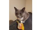 Adopt Barnabas a Gray or Blue (Mostly) American Shorthair / Mixed (short coat)