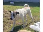 Adopt Epona a White - with Brown or Chocolate Anatolian Shepherd / Great
