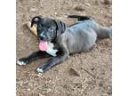Adopt Latoya a Black - with White Labrador Retriever / Mixed dog in Minneapolis