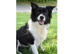 Adopt Dixie a Black - with White Border Collie / Mixed dog in Virginia beach