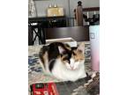 Adopt Callie a Calico or Dilute Calico American Shorthair / Mixed (short coat)