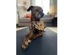 Adopt Freya a Brindle Terrier (Unknown Type, Small) / Boxer / Mixed dog in