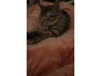 Adopt Bean a Brown Tabby Tabby / Mixed (short coat) cat in Camby, IN (38916831)