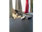 Adopt Miles a Tiger Striped Tabby / Mixed (medium coat) cat in Clovis