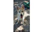 Adopt Linda a Tan/Yellow/Fawn Husky / Mixed dog in Key Largo, FL (38916804)