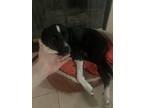 Adopt Jack a Black - with White Border Collie / Mixed dog in Las Vegas