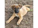 Adopt Michael a Red/Golden/Orange/Chestnut Labrador Retriever / Mixed dog in