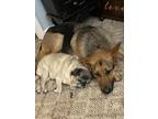 Adopt Oakley a Tricolor (Tan/Brown & Black & White) German Shepherd Dog / Mixed