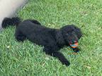 Adopt Ebony a Black Goldendoodle / Mixed dog in Orlando, FL (38916359)