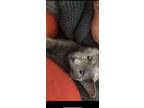 Adopt Ambrose a Gray or Blue American Shorthair / Mixed (short coat) cat in