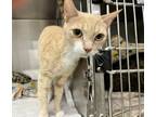 Adopt Cream - *Bonded to Melly* a Orange or Red Domestic Shorthair / Domestic