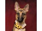 Adopt Kendall a Black German Shepherd Dog / Mixed dog in Caldwell, ID (38916752)
