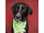 Adopt Slick a Black Border Collie / Labrador Retriever / Mixed dog in Caldwell