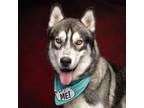 Adopt Picasso a Gray/Blue/Silver/Salt & Pepper Husky / Mixed dog in Caldwell