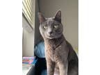 Adopt Cece a Gray or Blue American Shorthair / Mixed (short coat) cat in