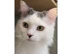 Adopt Florence a White (Mostly) Domestic Longhair (long coat) cat in Grayslake