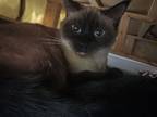 Adopt Sammy a Brown or Chocolate Siamese / Mixed cat in Cedar Falls