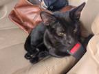 Adopt Tom and Jerry a All Black Abyssinian (short coat) cat in Imperial Beach