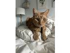 Adopt Oliver a Orange or Red Domestic Shorthair / Mixed (short coat) cat in Las