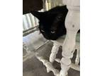 Adopt Raven a All Black American Shorthair / Mixed (short coat) cat in El Cajon