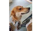 Adopt Pixie a Red/Golden/Orange/Chestnut Shiba Inu / Mutt / Mixed dog in Irving