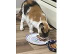 Adopt Miss Kitty a Calico or Dilute Calico Calico / Mixed (medium coat) cat in