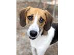 Adopt Dewey a Tricolor (Tan/Brown & Black & White) Hound (Unknown Type) / Mixed