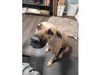 Adopt Charlie a Tan/Yellow/Fawn Black Mouth Cur / Mixed dog in Irving