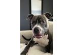 Adopt Juice a Black - with White American Pit Bull Terrier / Mixed dog in