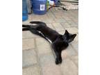 Adopt Oso a Black & White or Tuxedo American Shorthair / Mixed (short coat) cat