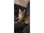 Adopt DJ a Brown Tabby American Shorthair / Mixed (short coat) cat in Spanaway
