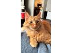 Adopt Tony a Orange or Red Domestic Mediumhair / Mixed (medium coat) cat in