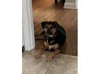 Adopt Maggie a Black - with Tan, Yellow or Fawn Mutt / Mixed dog in Saint Louis
