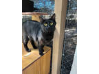 Adopt Jaci a All Black Domestic Mediumhair / Domestic Shorthair / Mixed cat in