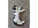 Adopt Thumbs a Black & White or Tuxedo Domestic Shorthair (short coat) cat in