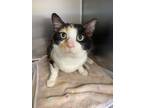 Adopt Sly a White Domestic Shorthair / Domestic Shorthair / Mixed cat in DeKalb