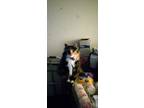 Adopt Sundea a Calico or Dilute Calico Calico / Mixed (long coat) cat in