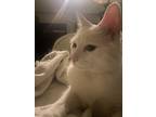 Adopt Kaiba a White American Shorthair / Mixed (short coat) cat in Las Vegas
