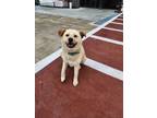 Adopt Bora a Tan/Yellow/Fawn - with White Jindo / Labrador Retriever / Mixed dog
